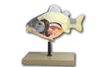 Model Fish Dissection - Economy