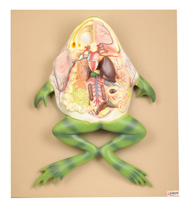Model Frog Dissection, 21 Inch - Mounted - Ventral Cut