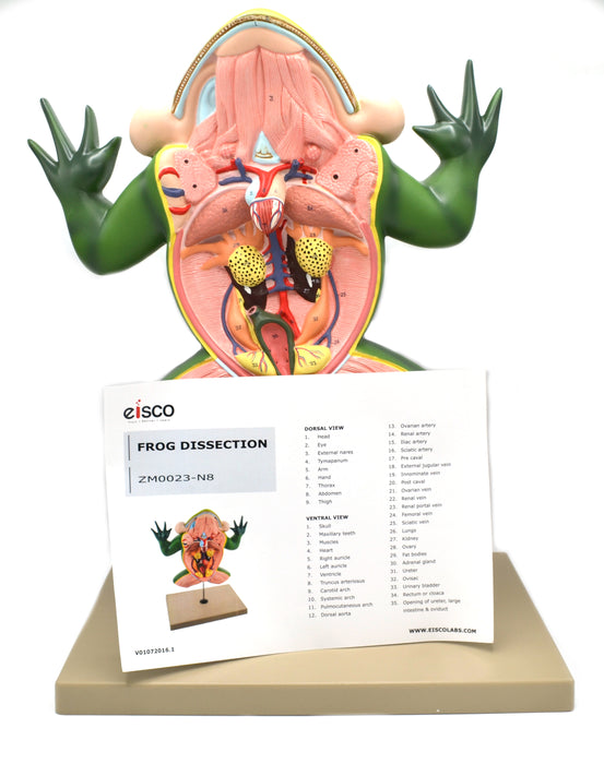 Jumbo 3D Frog Dissection Model w/ Keycard - Eisco Labs
