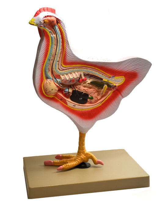 Rooster Model, 12 Inch - Mounted
