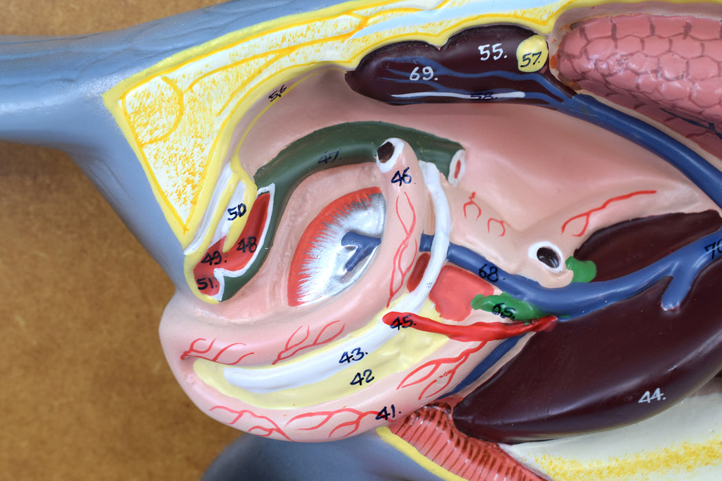 Pigeon Dissection Model, 18 Inch - Mounted