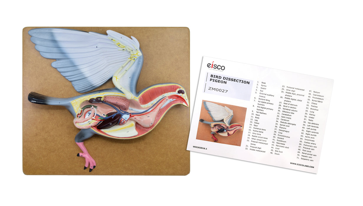 Pigeon Dissection Model, 18 Inch - Mounted