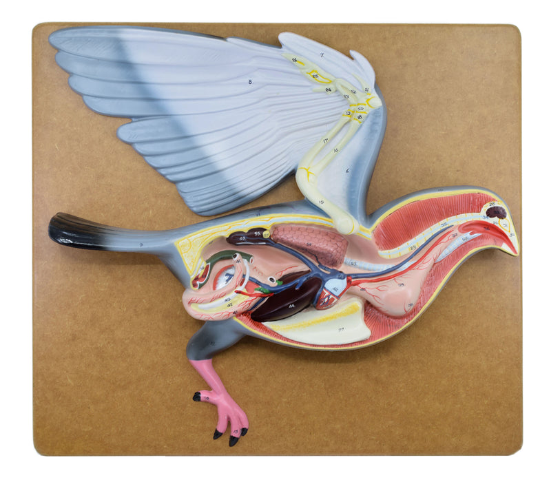 Pigeon Dissection Model, 18 Inch - Mounted