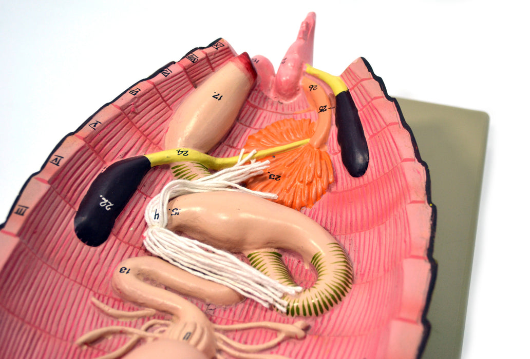 Cockroach Dissection Model, 19 Inch - Mounted