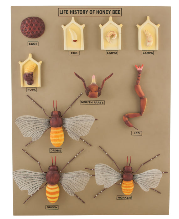 Model L.H. of Honey Bee
