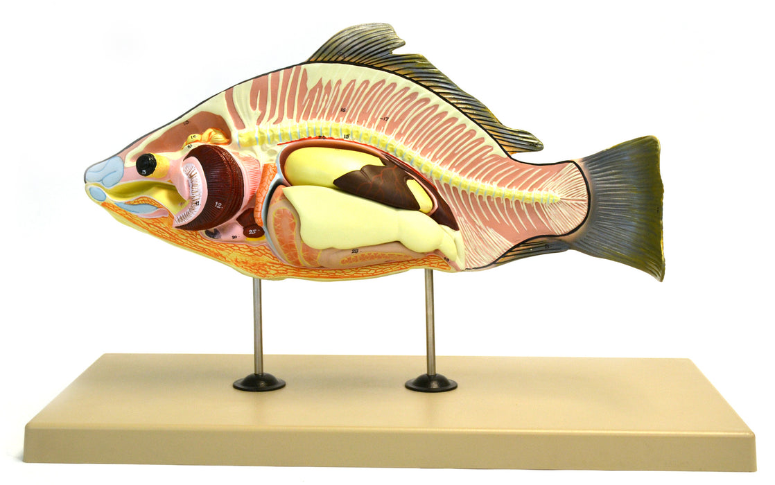 Boney Fish Model, 16 Inch - Mounted - Removable Air Bladder, Intestine & Stomach