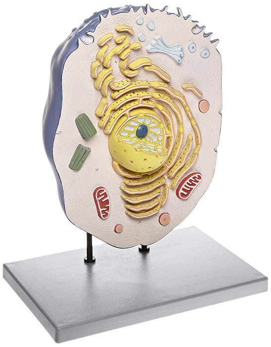 Animal Cell Model, 21 Inch - Mounted