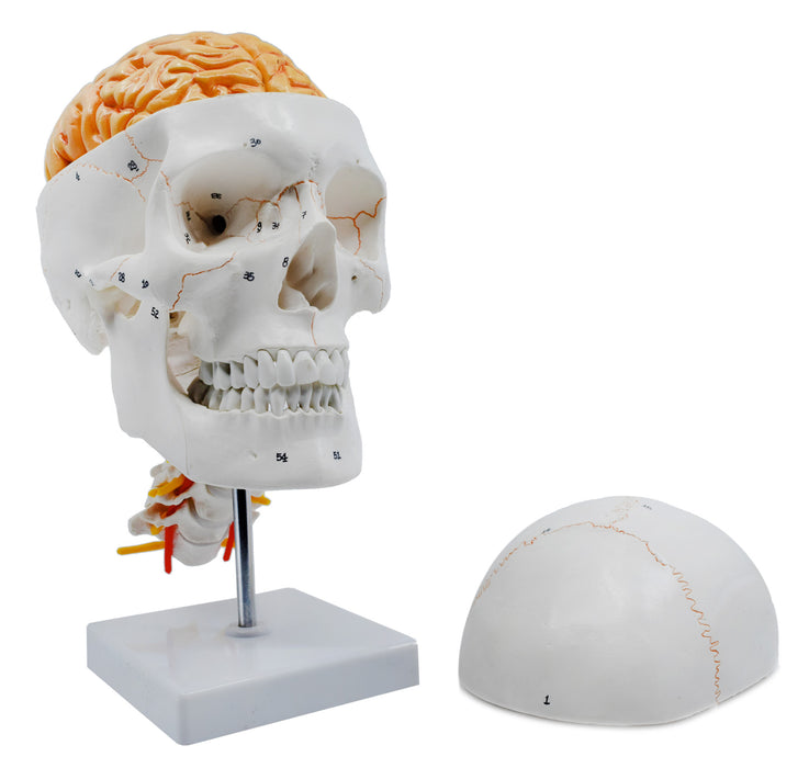 Numbered Skull Model, with 3D Brain