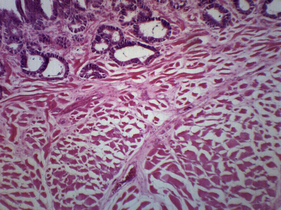 Frog Tongue - Cross Section - Prepared Microscope Slide - 75x25mm