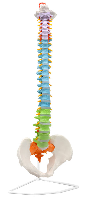 flexible color coded spine spinal column anatomical model