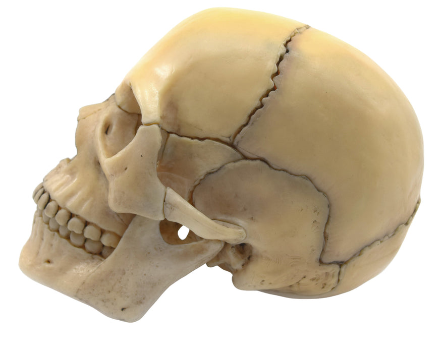 Didactic Miniature Skull Model - Natural Color, 1/2 Size - Magnetic Pieces