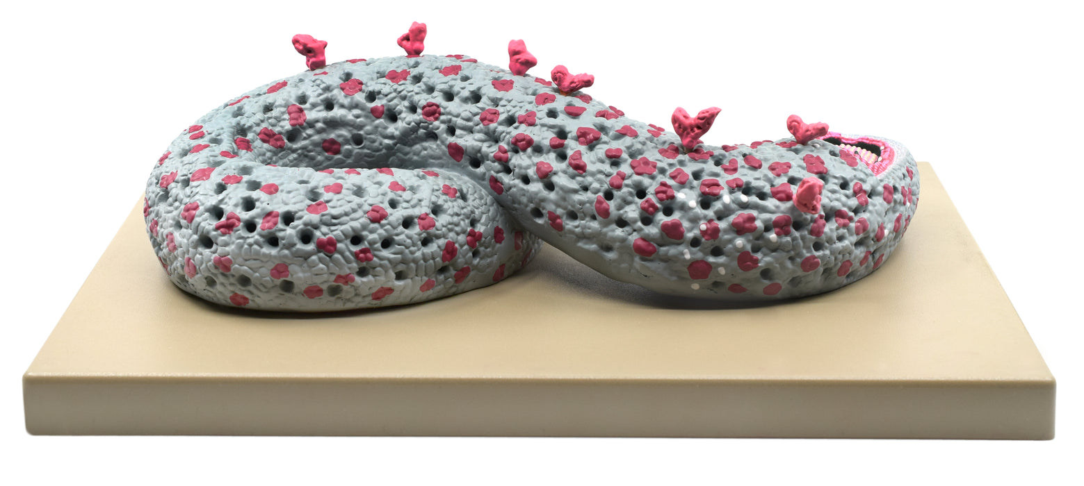 Ebola Virus Model, Three Dimensional, Sectional View, with Hand Painted Details, 100,000x Magnified - Mounted on Base, 16"x12"x1" - Eisco Labs