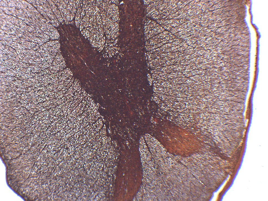 Spinal Cord - Cross Section - Prepared Microscope Slide