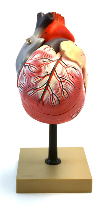 Eisco Labs Human Heart Model, 2x Life Size, 3 Part, 12" Tall