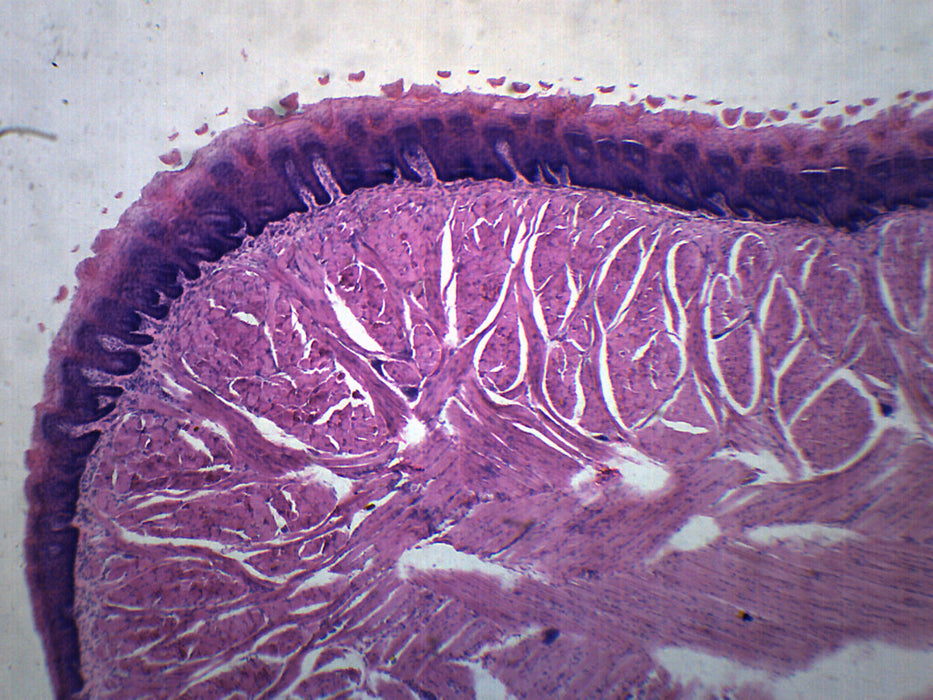 Human Tongue - Prepared Microscope Slide - 75x25mm