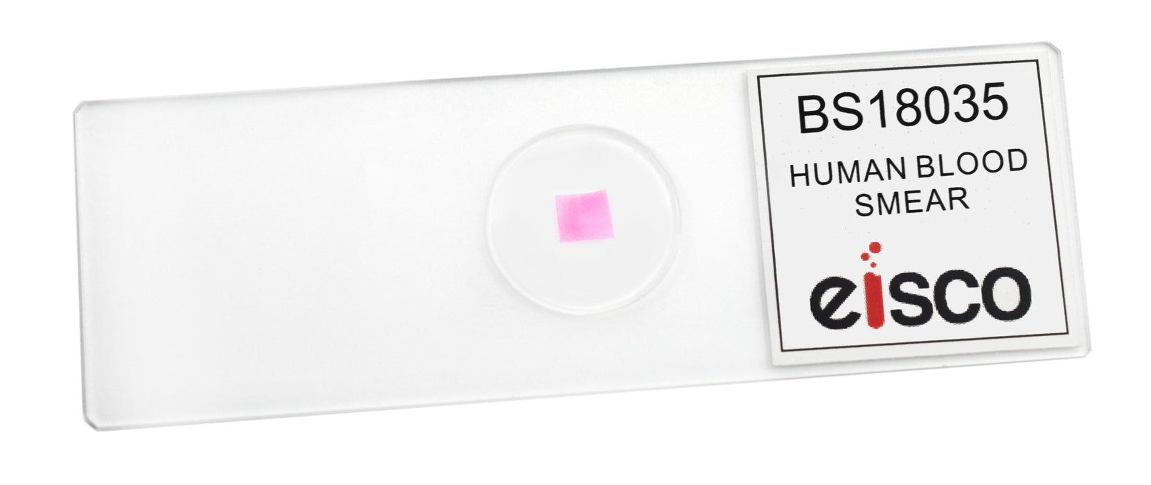 Human Blood Smear - Prepared Microscope Slide