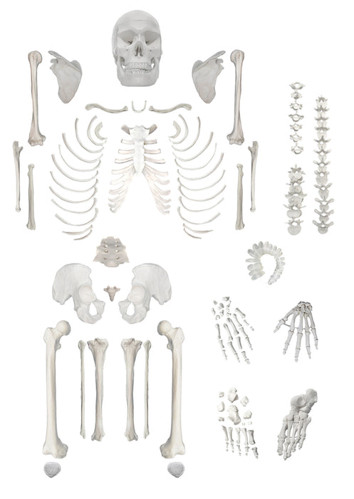 disarticulated life size human skeleton