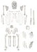 disarticulated life size human skeleton