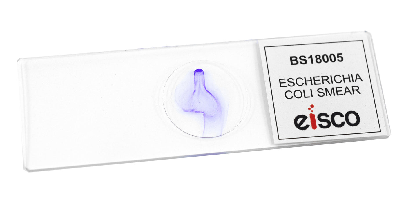 Escherichia coli Smear - Prepared Microscope Slide