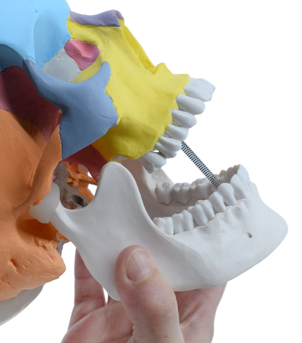 Didactic Human Adult Skull Anatomical Model, 3 Part - Color Coded