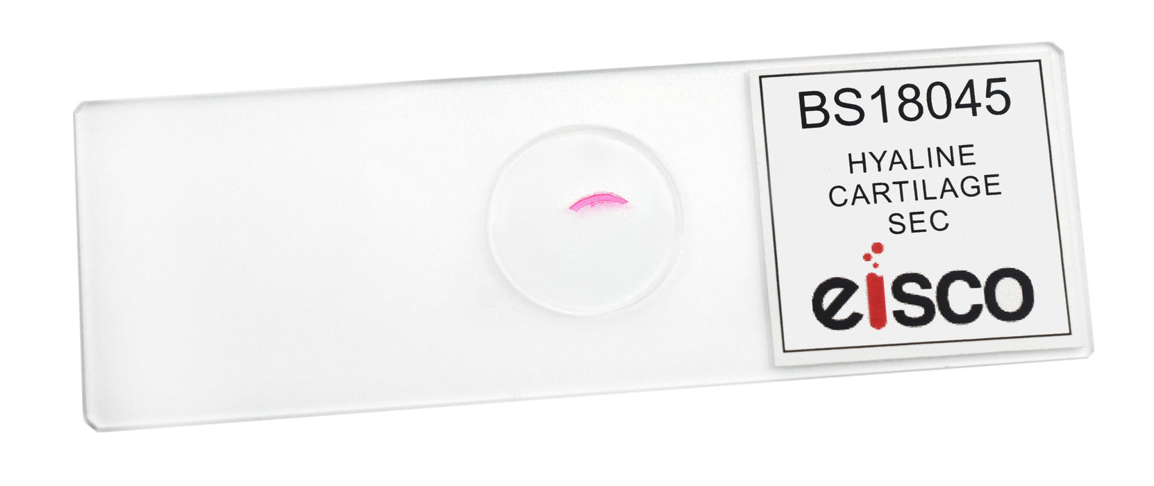 Hyaline Cartilage - Prepared Microscope Slide