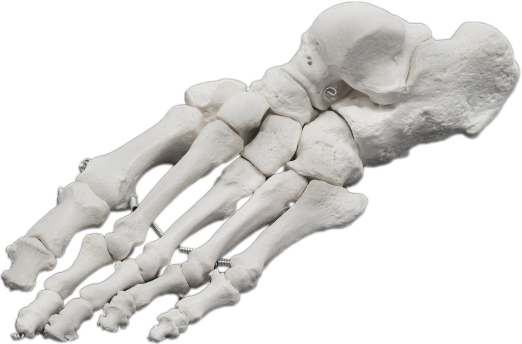 Foot Model, Left - Articulated - Anatomically Accurate Human Foot Bone Replica - Natural Size, Natural Color - Eisco Labs