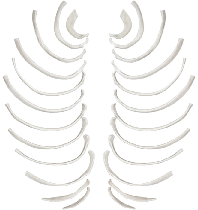 Disarticulated Rib Bones, Full Set, Anatomically Accurate Bone Replica