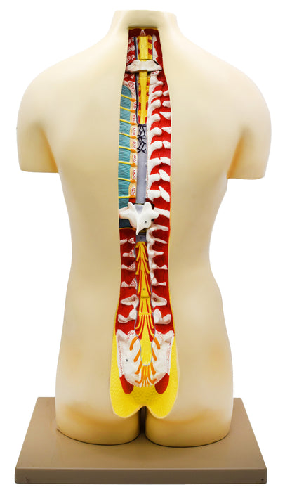 Premium Life Size Human Torso Model with Open Front and Back Sections - Male/Female Organs - Removable and Disectable Parts - Precise Details - Eisco Labs