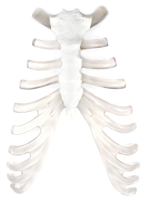 Sternum Bone and Cartilage Model - Human Bone and Cartilage Replica