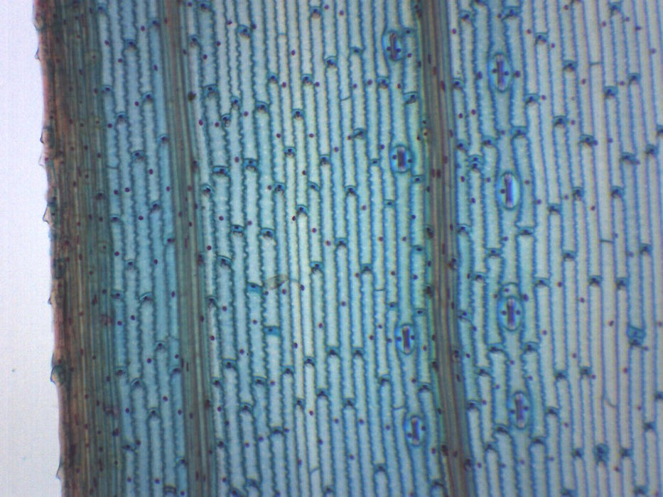 Monocot Leaf, Epidermis - Prepared Microscope Slide