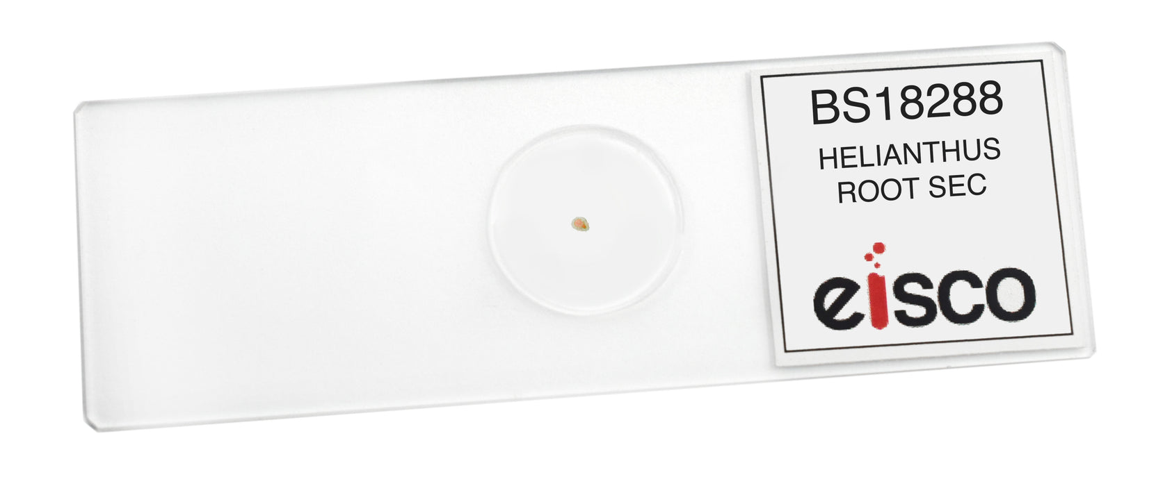 Helianthus Root - Cross Section - Prepared Microscope Slide - 75x25mm