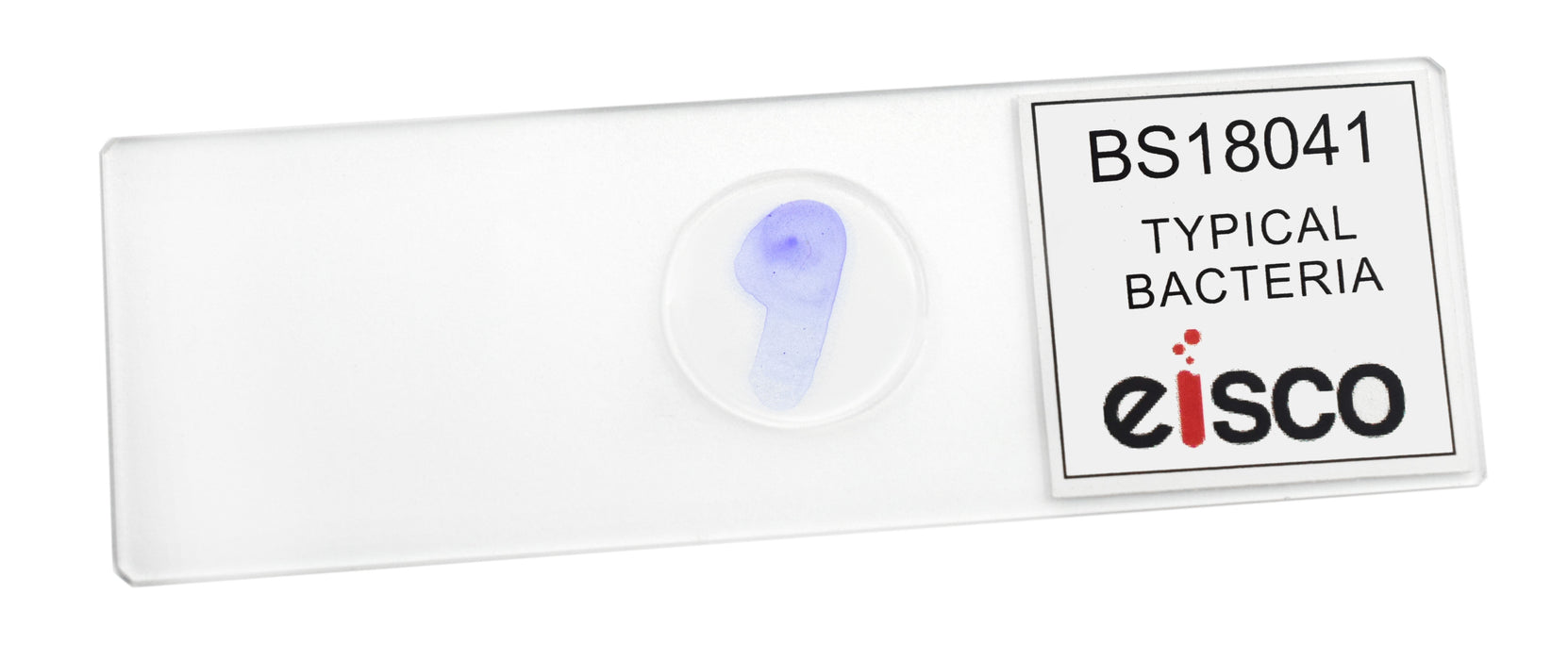 Typical Bacteria, Whole Mount - Prepared Microscope Slide