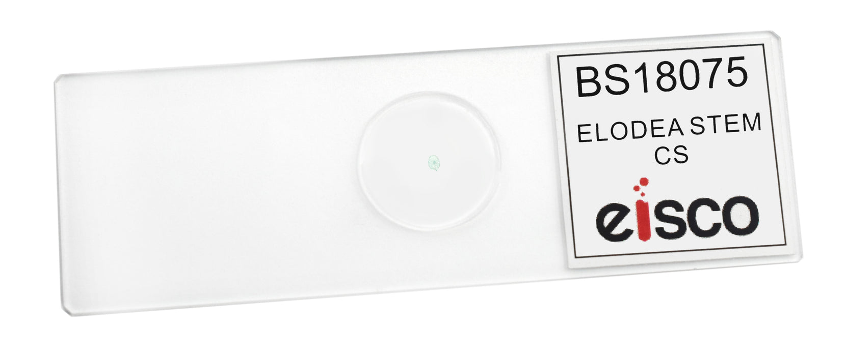 Elodea Stem - Prepared Microscope Slide