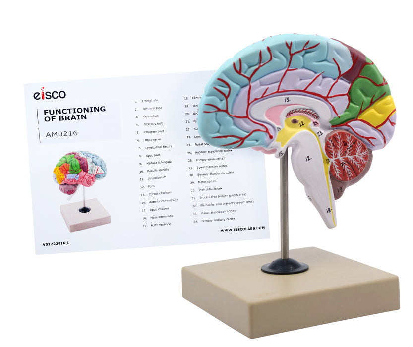 Human Half Brain Model - Life Size, Cross Section - Color Coded & Numbered with Key Card