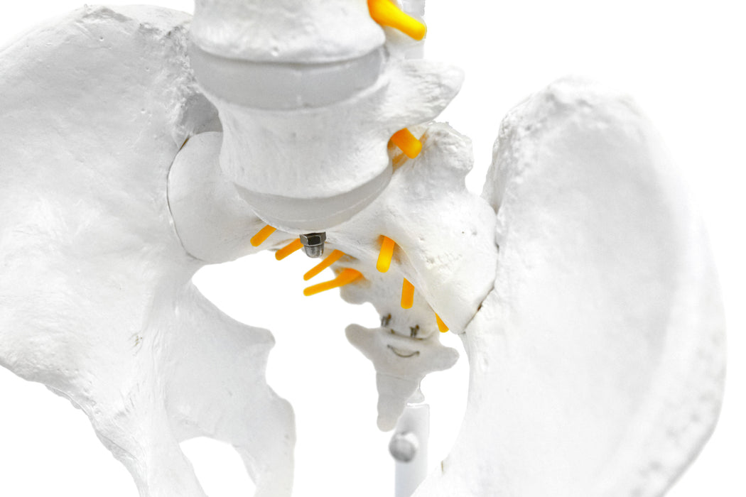 Human Spine Model, Flexible - 31.5" Height - Includes Mount