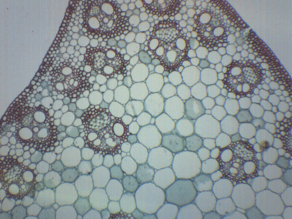 Monocot Stem - Prepared Microscope Slide