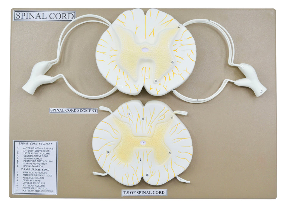 Spinal Cord Model, 17 Inch - Mounted - Includes Nerve Branches