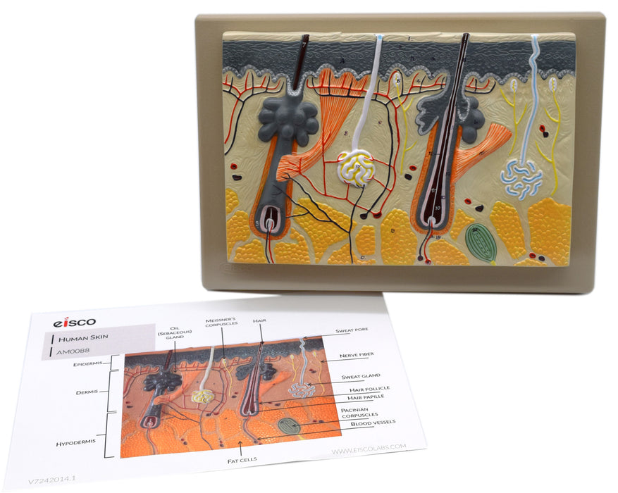 Eisco Labs Human Skin Model, Enlarged 70 Times, Hand Painted