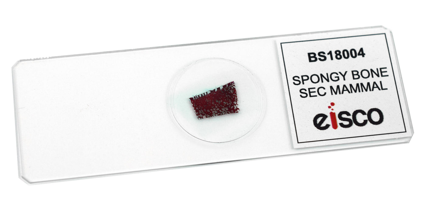 Spongy Bone Section (Mammal) - Prepared Microscope Slide