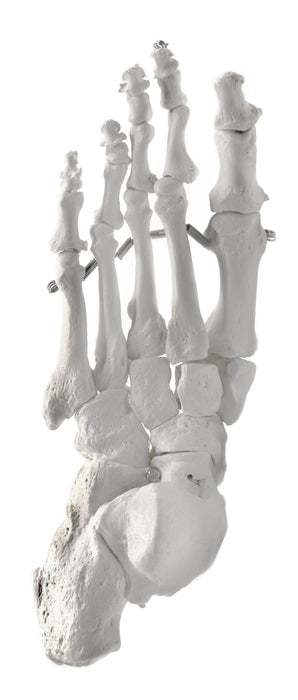 Foot Model, Left - Articulated - Anatomically Accurate Human Foot Bone Replica - Natural Size, Natural Color - Eisco Labs