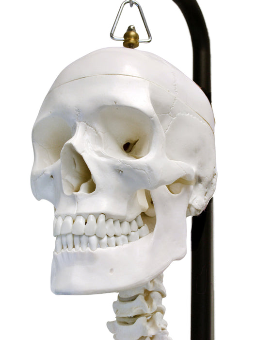Human Skeleton Anatomical Model with Hanging Stand, Medical Quality, Life Sized (62" Model Height) - Moveable Joints, Magnetic Skull Connections