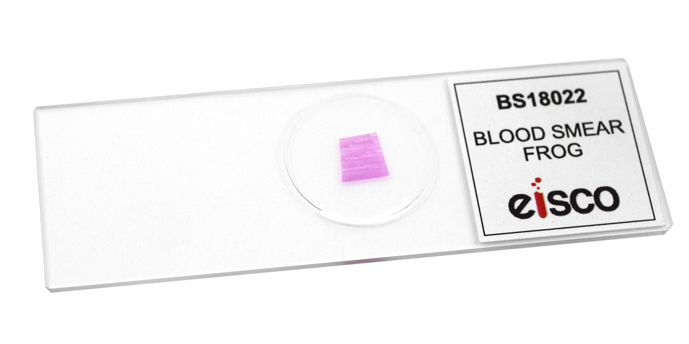 Frog Blood Smear - Prepared Microscope Slide