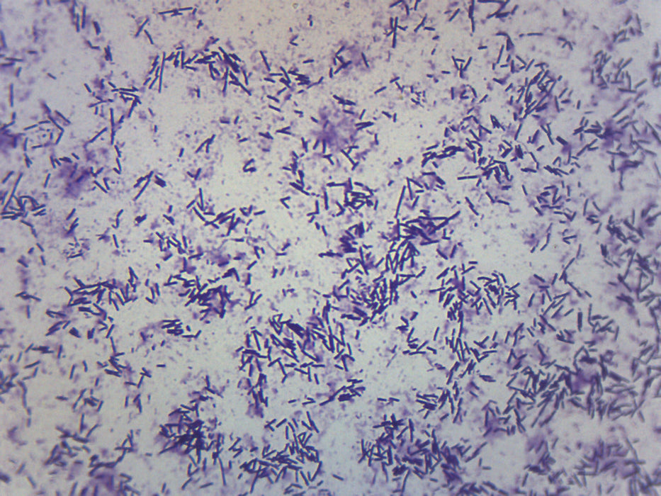 Escherichia coli Smear - Prepared Microscope Slide