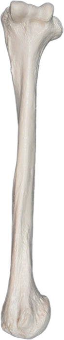 Humerus Bone - Left - Anatomically Accurate, Detailed Human Bone Replica