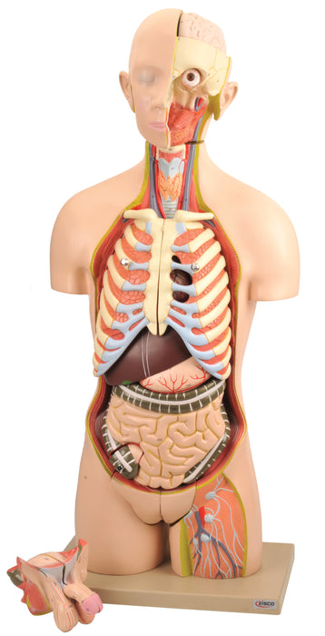 Premium Life Size Human Torso Model with Open Front and Back Sections - Male/Female Organs - Removable and Disectable Parts - Precise Details - Eisco Labs