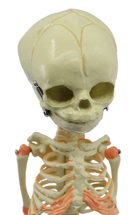 Infant Fetus Skeleton Model, Mini Size - Single Skull - Rod Mounted