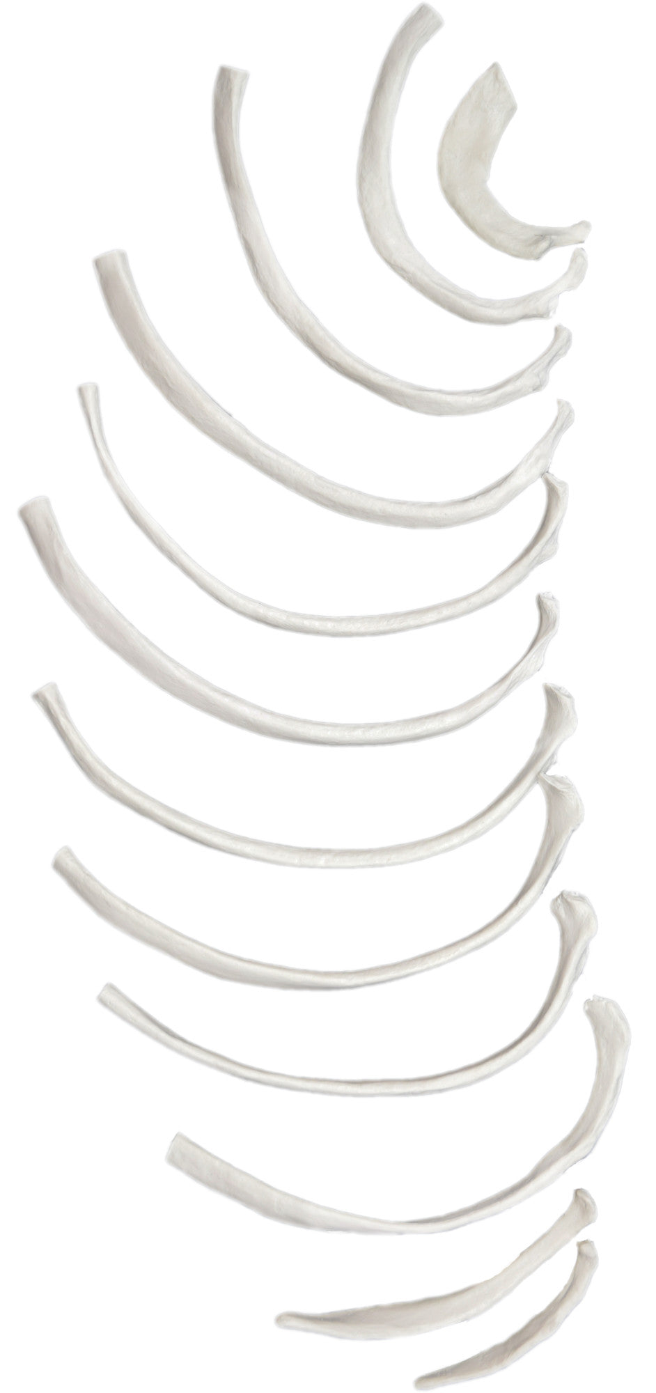 Disarticulated Rib Bones, Left, Anatomically Accurate Bone Replica ...