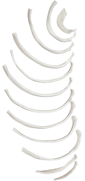 Disarticulated Rib Bones, Left, Anatomically Accurate Bone Replica