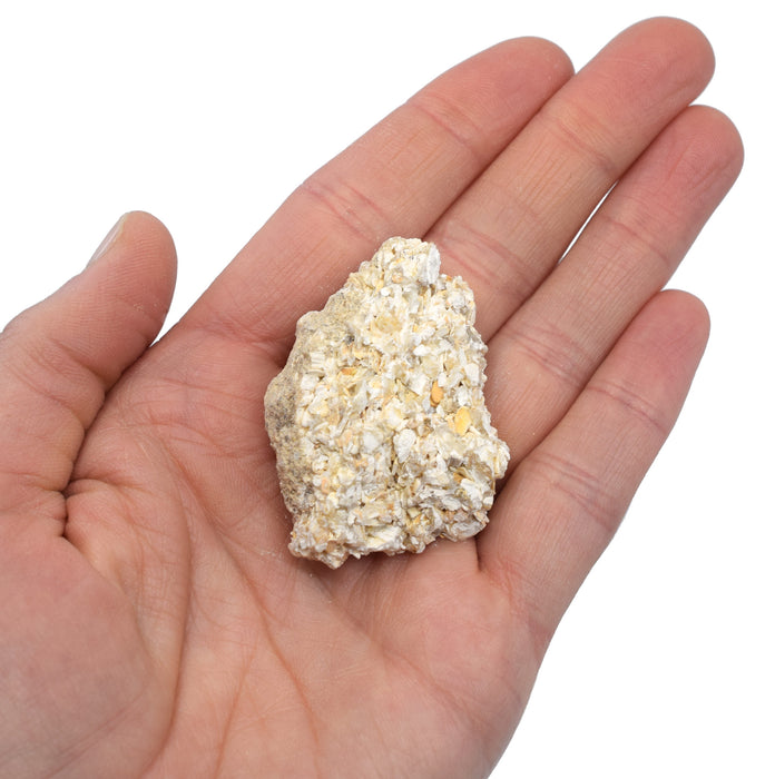 12PK Raw Coquina, Sedimentary Rock Specimens, ± 1" Each