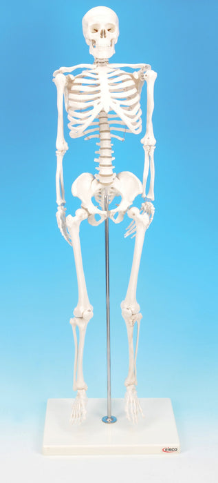 Model Human Skeleton Miniature Height 32cm.